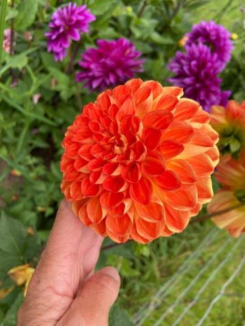 Dahlia oranje pompon dahliaknol bloemen pluktuin beschikbaar voor biedingen