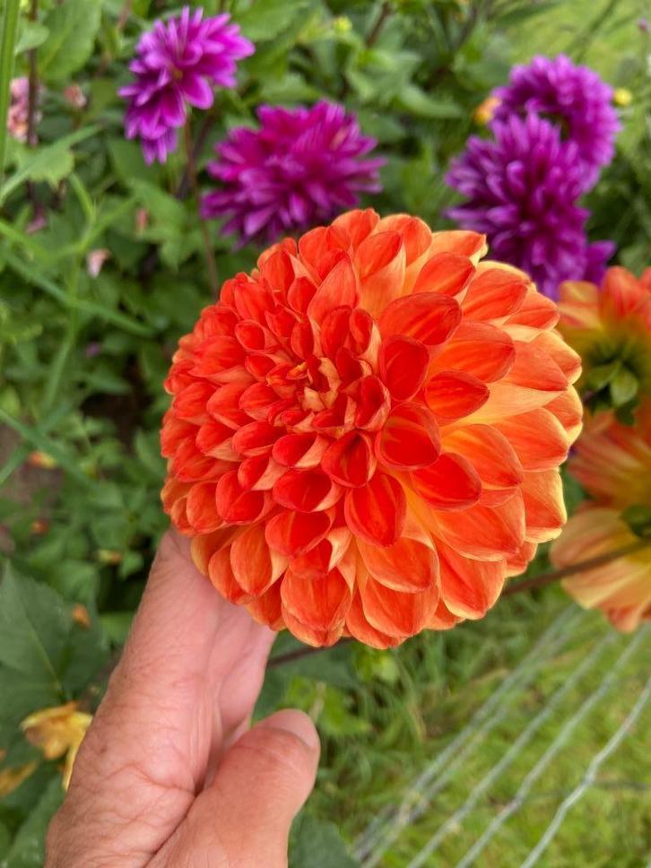 Dahlia oranje pompon dahliaknol bloemen pluktuin, Tuin en Terras, Planten | Tuinplanten, Overige soorten, Volle zon, Ophalen of Verzenden
