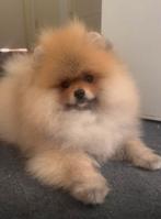 Pomeriaan, Dieren en Toebehoren, Honden | Poolhonden, Keeshonden en Oertypen, Particulier, Rabiës (hondsdolheid), 8 tot 15 weken