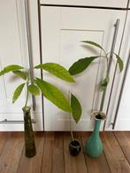 3 avocado planten in water zonder vazen, Huis en Inrichting, Kamerplanten, Ophalen, Overige soorten, Minder dan 100 cm