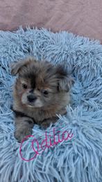 Shih tzu x pomeriaan pups (shiranian) merle en brindle, Dieren en Toebehoren, Overige rassen, 8 tot 15 weken, Meerdere, Meerdere dieren