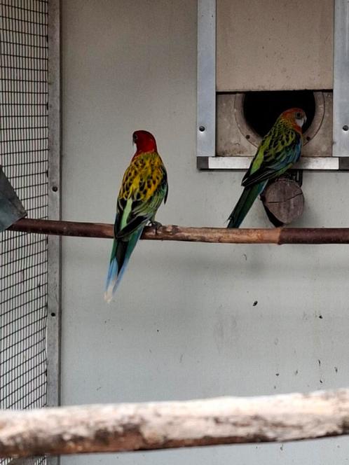 Diverse soorten vogels en aluminium voliere panelen, Dieren en Toebehoren, Vogels | Parkieten en Papegaaien, Papegaai, Meerdere dieren