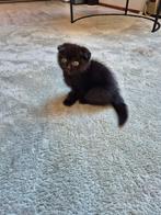 Britse korthaar Kitten ( kater), Kater