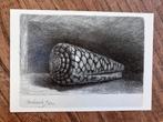 Rembrandt - De schelp (Conus Marmoreus), Ophalen of Verzenden, Ongelopen