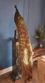 Prachtige opgezette pauw inclusief zuil, Huis en Inrichting, E.music@hotmail.com, Ellesexclusives, Zo goed als nieuw, Hoekshofstraat 8