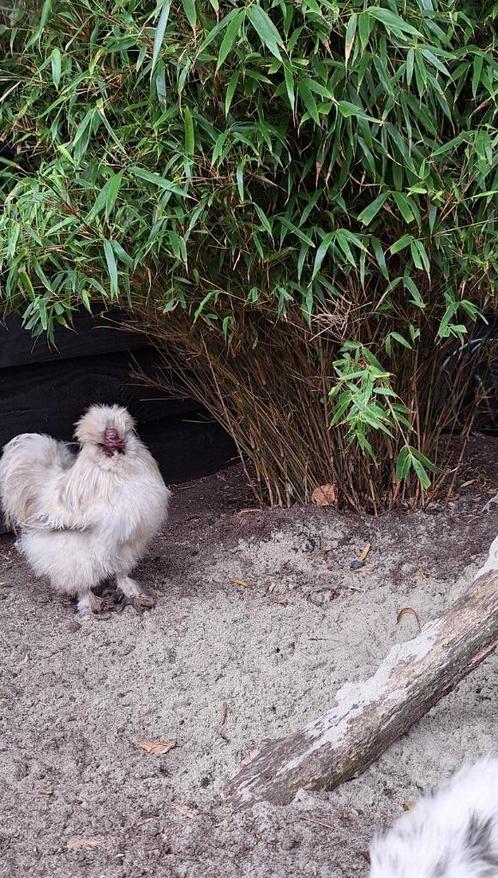 Zijdehoender haan, Dieren en Toebehoren, Overige Dieren, Mannelijk