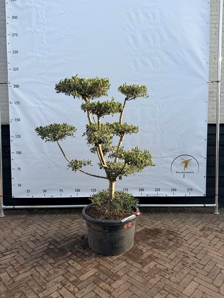 Mooie pon pon olijfboom, Tuin en Terras, Planten | Bomen, Olijfboom, 100 tot 250 cm, Volle zon, Bloeit niet, Ophalen