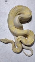1.0 Boa imperator IMG MOONGLOW 2022, Slang, 3 tot 6 jaar