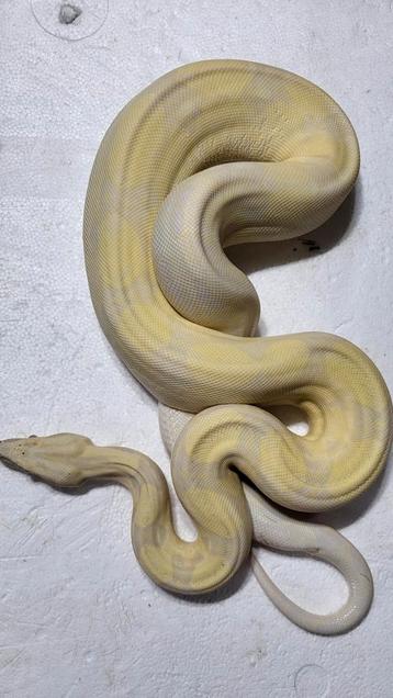 1.0 Boa imperator IMG MOONGLOW 2022 beschikbaar voor biedingen