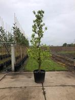 Oude perenboom peer, Tuin en Terras, Planten | Bomen, Ophalen of Verzenden, Overige soorten