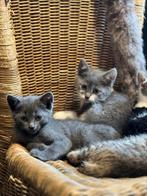 Zeer mooie lieve aanhankelijke kittens, Meerdere dieren, Kortharig, 0 tot 2 jaar