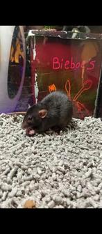 Jonge mannen ratjes (Dumbo/rex/gladhaar), Dieren en Toebehoren, Knaagdieren, Rat, Mannelijk, Tam, Oktober