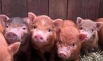 Nog 3 mooie beren biggetjes, Dieren en Toebehoren, Schapen, Geiten en Varkens, Mannelijk, Varken