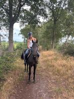 Te koop: zeer mooie 5 jarige zwarte D pony merrie., Dieren en Toebehoren, Pony's, Springpony, 3 tot 6 jaar, D pony (1.37m tot 1.48m)