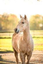 New forest x Quarter, Dieren en Toebehoren, Pony's, Merrie, 3 tot 6 jaar, Onbeleerd, D pony (1.37m tot 1.48m)