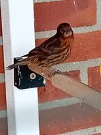 Kobalt kanaries te koop.2025, Dieren en Toebehoren, Meerdere dieren, Tropenvogel