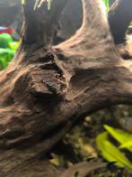 6 L181 peppermint pleco's, Vis, Zoetwatervis