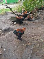 Te koop brahma hanen, Dieren en Toebehoren, Pluimvee, Mannelijk, Kip