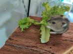 Lieve jonge tamme dwerghamsters (optioneel met kooi-spullen), Dieren en Toebehoren, Knaagdieren, Hamster, December, Meerdere dieren