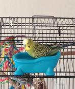 Gratis parkieten ophalen in Den Haag, Meerdere dieren, Parkiet