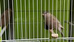 Goudvink Bruinpastwl Poppen 2025, Vrouwelijk, Wildzangvogel, Geringd
