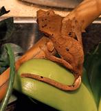 Inktspot wimpergekko jong voor Houten!, Hagedis, 0 tot 2 jaar