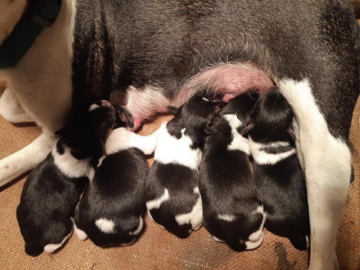 Boerenfox pups, Dieren en Toebehoren, Honden-accessoires, Ophalen