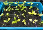 Haag van hibiscus maken / mooie haag vol bloemen, goedkoop, Tuin en Terras, Planten | Tuinplanten, Ophalen of Verzenden, Zomer