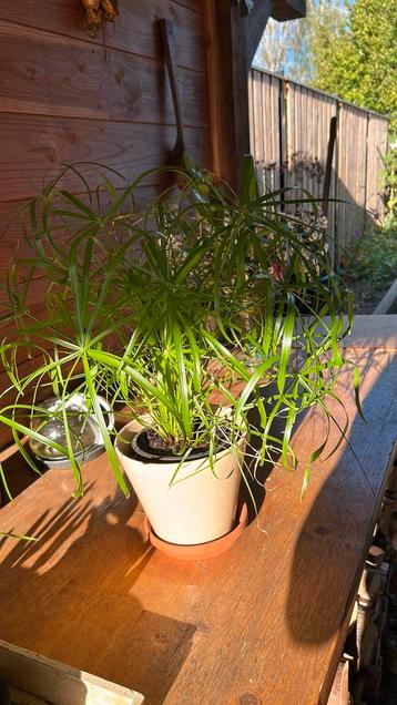 Parapluplant/Cyperus/Papyrus beschikbaar voor biedingen