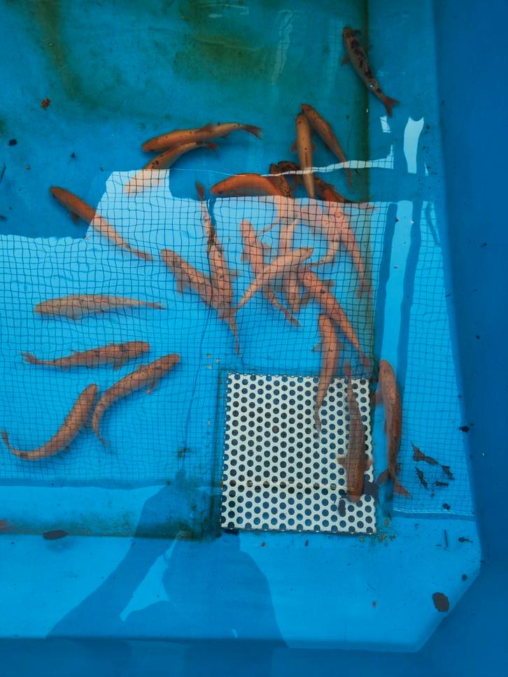 Goudwinde 20-25 cm 21,50 per stuk desgewenst bezorgd aan hui, Dieren en Toebehoren, Vissen | Vijvervissen, Baars of Goudwinde