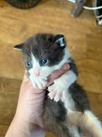 Kittens, Meerdere dieren, Ontwormd, 0 tot 2 jaar