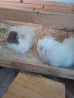 Twee mannetjes cavia's met alle toebehoren, Dieren en Toebehoren, Knaagdieren, Mannelijk, Tam, Maart, Cavia