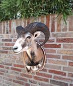 NIEUW! opgezette kop moeflon opgezet taxidermy schedel hert, Ophalen, Wild dier, Gewei of Kop