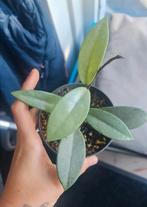 Hoya Carnosa Wilburg Graves Super Silver, Ophalen of Verzenden, Overige soorten, Minder dan 100 cm