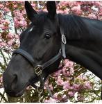 Gezocht: bijrijder voor lieve maar wakkere ZZ-L merrie, Merrie, Recreatiepaard