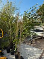 Lagerstroemia boompjes struiken 150 / 200 m vol in knop roze, Ophalen, Overige soorten, Struik, 100 tot 250 cm