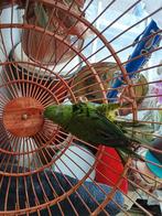 R, Drie personen of meer, Ticket of Toegangskaart