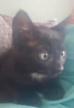 Kitten Kittens 8 weken oud zoeken nieuw thuis, Dieren en Toebehoren, Katten en Kittens | Overige Katten, Meerdere dieren, Kortharig