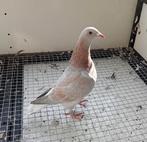 Mooie reduced kras denk duivin, Dieren en Toebehoren, Vogels | Duiven, Vrouwelijk, Kropper