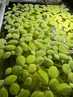 Groene drijfplantjes voor aquarium, Dieren en Toebehoren, Vissen | Aquaria en Toebehoren, Ophalen of Verzenden, Zo goed als nieuw