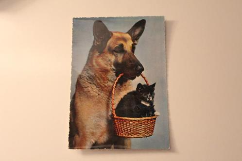 Postkaart - Duitse Herders Hond draagt maand met Kitten, Kat, Verzamelen, Ansichtkaarten | Dieren, Gelopen, 1940 tot 1960, Hond of Kat
