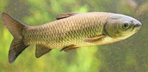 Graskarper 11a 13 cm, Dieren en Toebehoren, Vissen | Vijvervissen