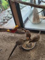 Goudfazant hennen, Dieren en Toebehoren, Vrouwelijk