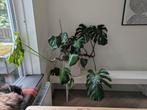 Monstera Deliciosa groot, Ophalen, Overige soorten, 100 tot 150 cm