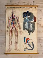 Schoolplaat anatomie: darmen en bloedsomloop, Antiek en Kunst, Antiek | Schoolplaten, Ophalen, Natuur en Biologie