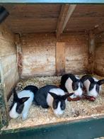 Zuivere hollanders, Dieren en Toebehoren, Konijnen, Meerdere dieren