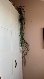 Prachtig lange hangplant, Ophalen, In pot, Volle zon, 150 tot 200 cm