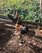 3 haantjes beschikbaar, Dieren en Toebehoren, Pluimvee, Mannelijk, Kip