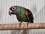 Jardine papegaai, Dieren en Toebehoren, Geslacht onbekend, Papegaai, Geringd