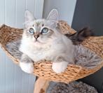 2 Lieve Ragdoll Poesjes – 5mnd oud - Sociaal & Stamboom, Poes, Gechipt, 0 tot 2 jaar